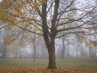 Letztes Laub an Ahornbaum bei Nebelstimmung